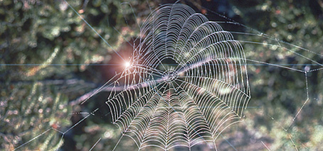 toile d'araignée photographiée lors d'une intervention sur la Côte-Nord. L'araignée avait fait sa toile au-dessus du site.
